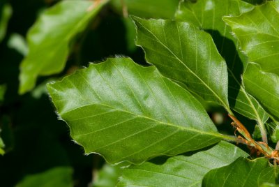 Fagus sylvatica 'Tortuosa' - buk lesní - list